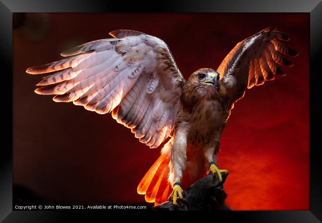 Birds of Prey - Aplomado Falcon Buzzard Framed Print by johnseanphotography 