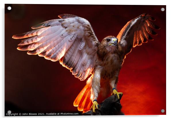 Birds of Prey - Aplomado Falcon Buzzard Acrylic by johnseanphotography 