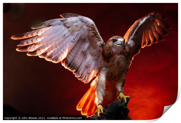 Birds of Prey - Aplomado Falcon Buzzard Print by johnseanphotography 