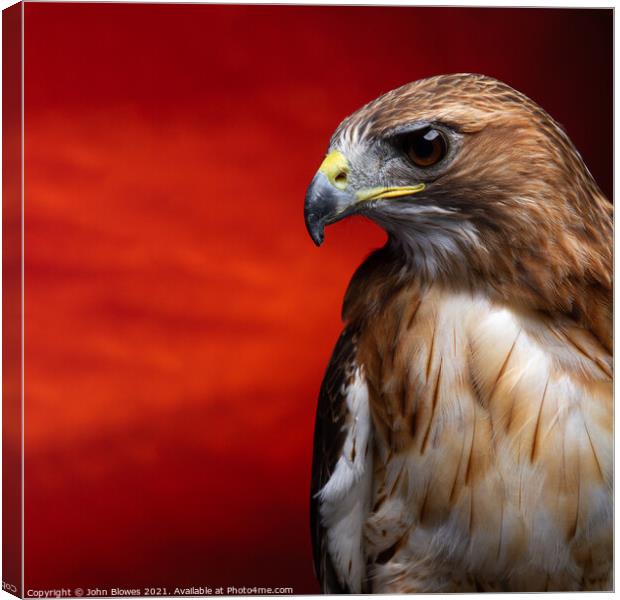 Aplomado Falcon Buzzard Canvas Print by johnseanphotography 