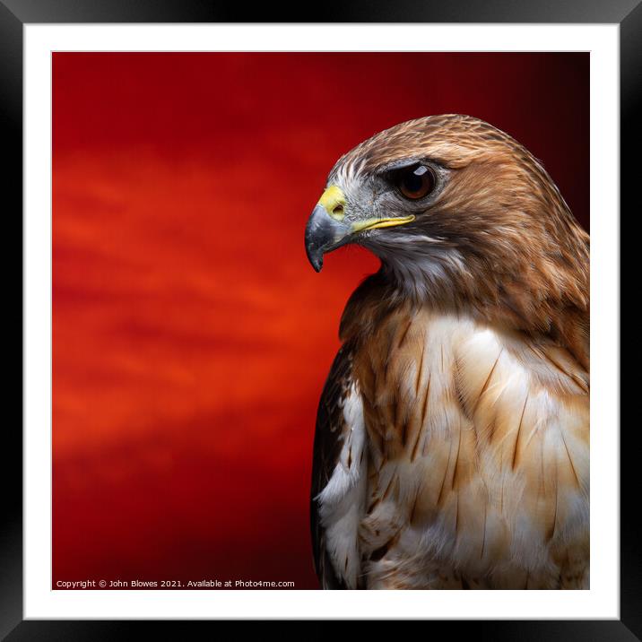 Aplomado Falcon Buzzard Framed Mounted Print by johnseanphotography 