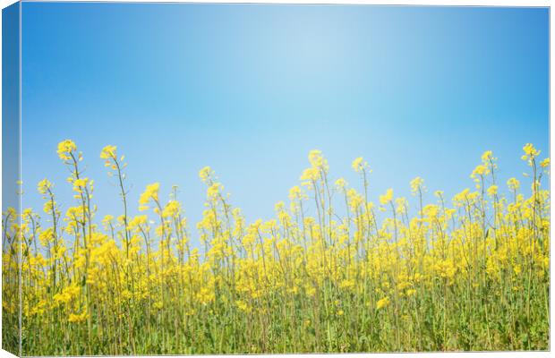 flowers in a crop field with blue sky in the background Canvas Print by David Galindo