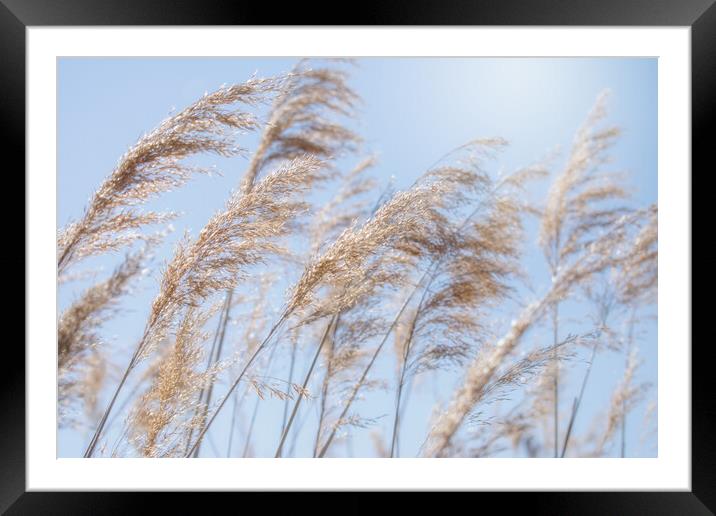 cereals in a crop field with blue sky in the background Framed Mounted Print by David Galindo