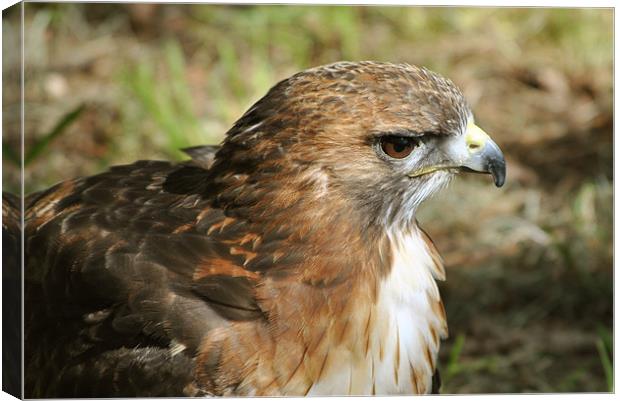 Red-Tailed Hawk Canvas Print by graham young