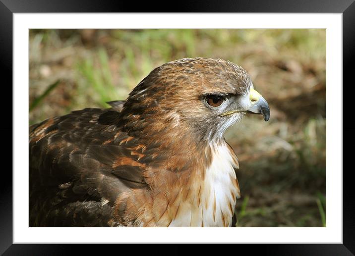 Red-Tailed Hawk Framed Mounted Print by graham young