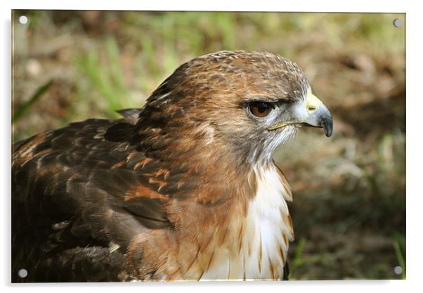 Red-Tailed Hawk Acrylic by graham young