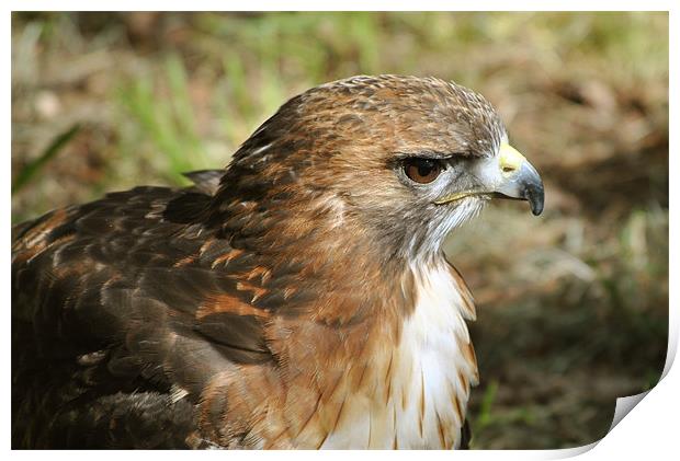 Red-Tailed Hawk Print by graham young