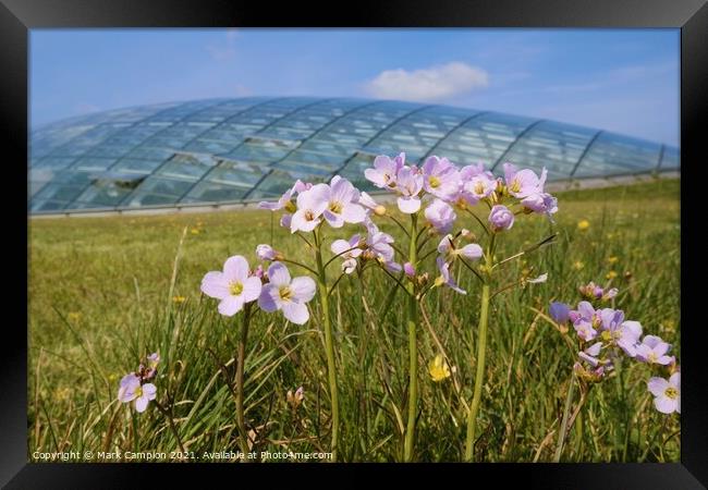 Spring Meadow Flowers at the National Botanic Garden of Wales 2 Framed Print by Mark Campion