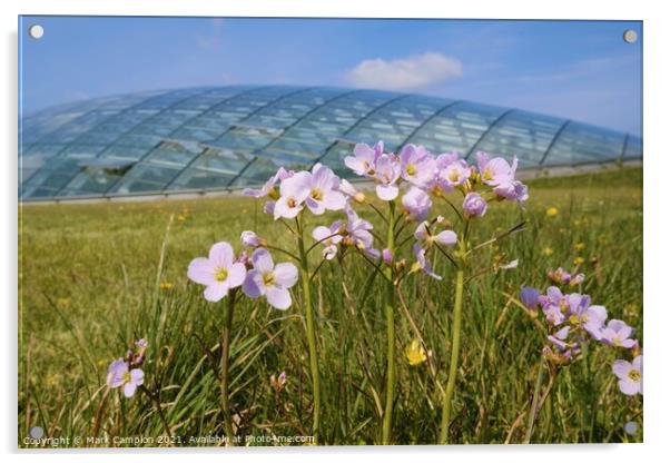 Spring Meadow Flowers at the National Botanic Garden of Wales 2 Acrylic by Mark Campion