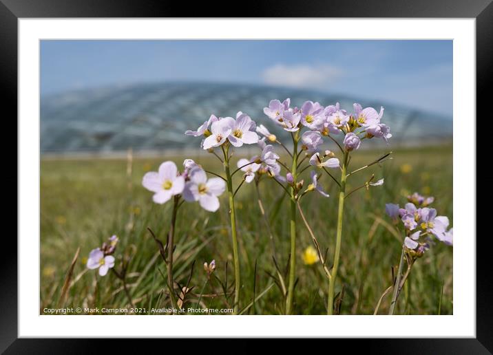 Spring Meadow Flowers at the National Botanic Garden of Wales 1 Framed Mounted Print by Mark Campion
