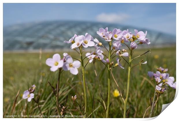 Spring Meadow Flowers at the National Botanic Garden of Wales 1 Print by Mark Campion