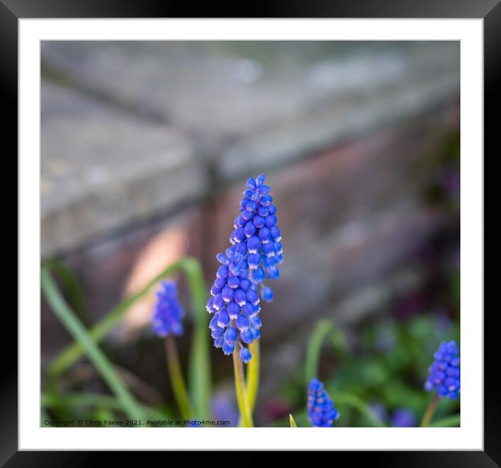 Garden bluebells Framed Mounted Print by Chris Yaxley
