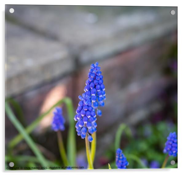 Garden bluebells Acrylic by Chris Yaxley