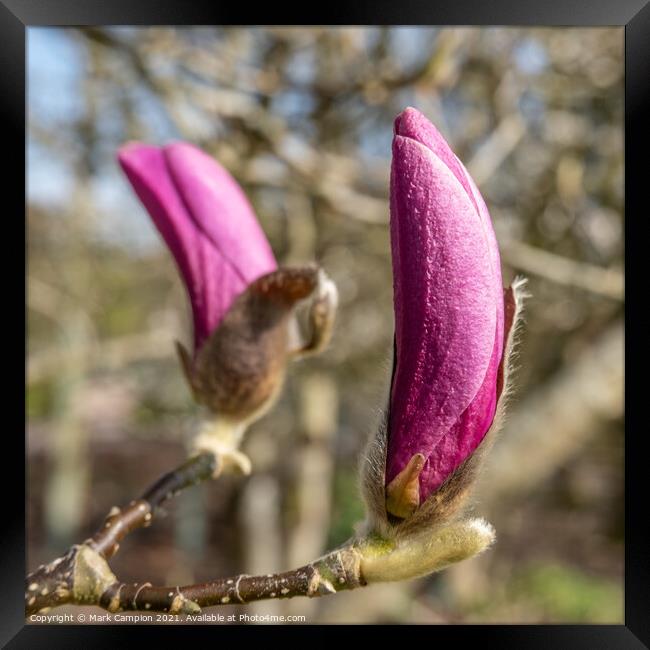 Pink Magnolia Tree Flower Buds Framed Print by Mark Campion