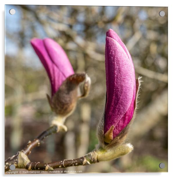 Pink Magnolia Tree Flower Buds Acrylic by Mark Campion