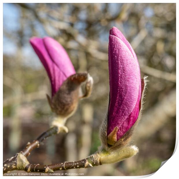 Pink Magnolia Tree Flower Buds Print by Mark Campion