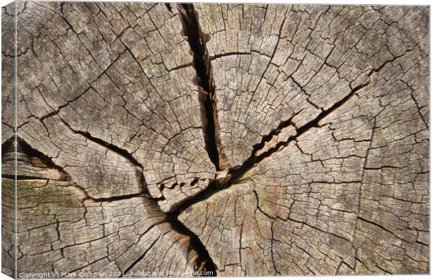 Ancient tree stump cross section Canvas Print by Mark Campion