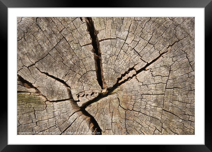 Ancient tree stump cross section Framed Mounted Print by Mark Campion