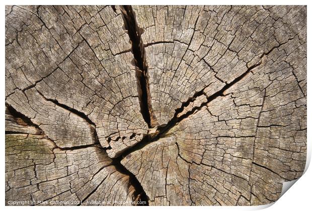 Ancient tree stump cross section Print by Mark Campion