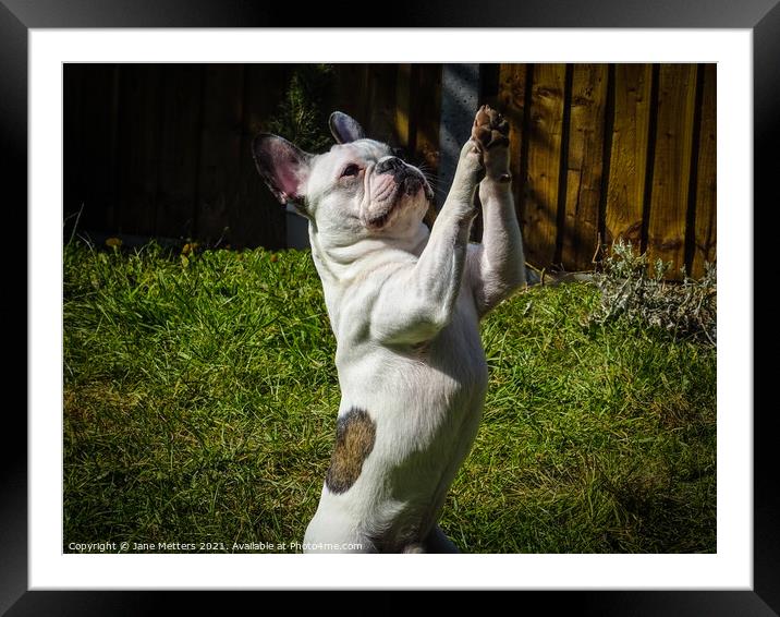 French Bulldog doing Tricks  Framed Mounted Print by Jane Metters