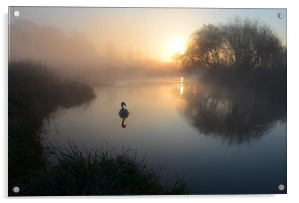 The Lone Swan Acrylic by David Neighbour
