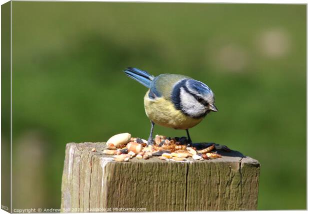 Blue Tit Canvas Print by Andrew Bell