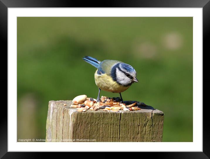 Blue Tit Framed Mounted Print by Andrew Bell
