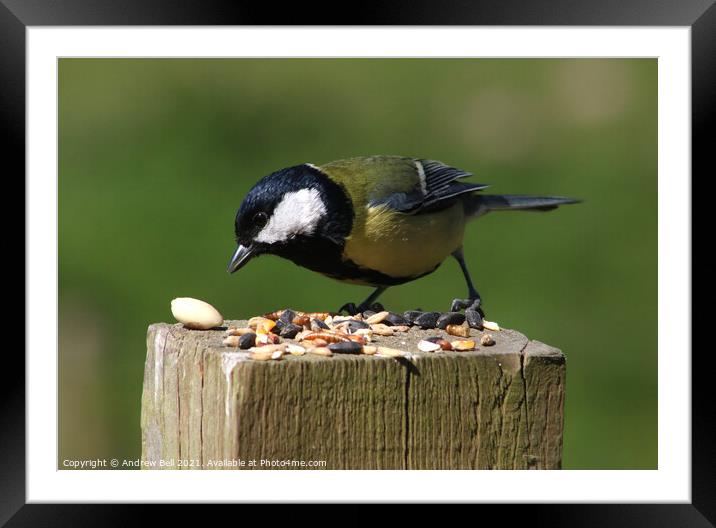 Great Tit Framed Mounted Print by Andrew Bell