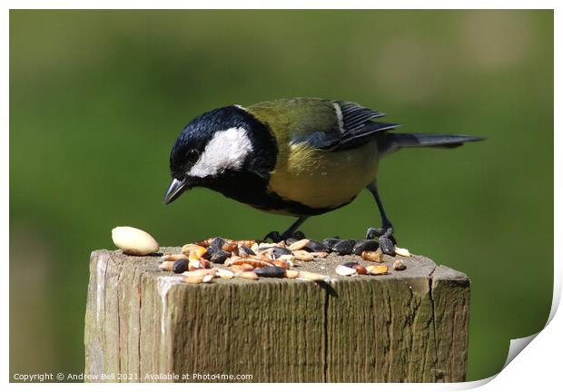Great Tit Print by Andrew Bell