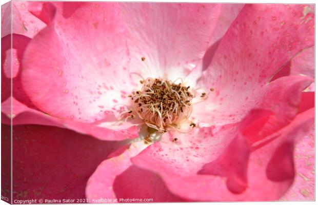 Looking inside the delicate pink rose Canvas Print by Paulina Sator
