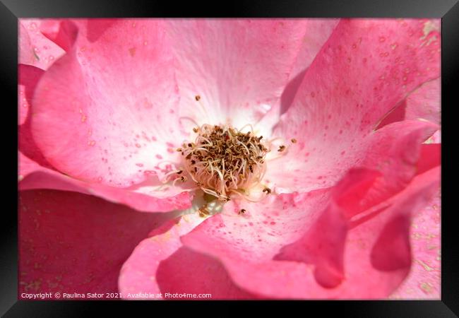 Looking inside the delicate pink rose Framed Print by Paulina Sator