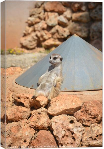 Cute lazy Suricate. Relax time Canvas Print by Paulina Sator