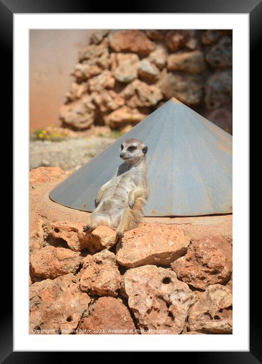 Cute lazy Suricate. Relax time Framed Mounted Print by Paulina Sator