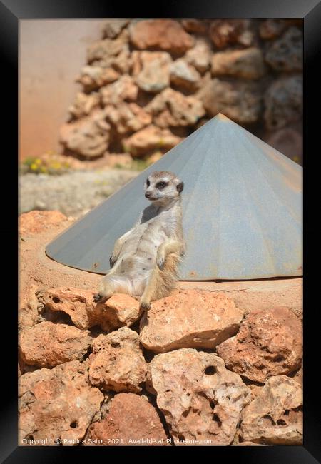 Cute lazy Suricate. Relax time Framed Print by Paulina Sator