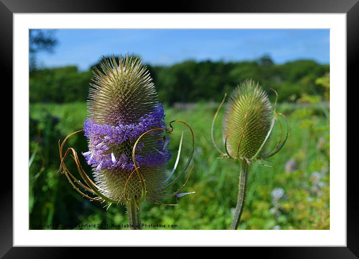 Teasel Framed Mounted Print by Jules Camfield
