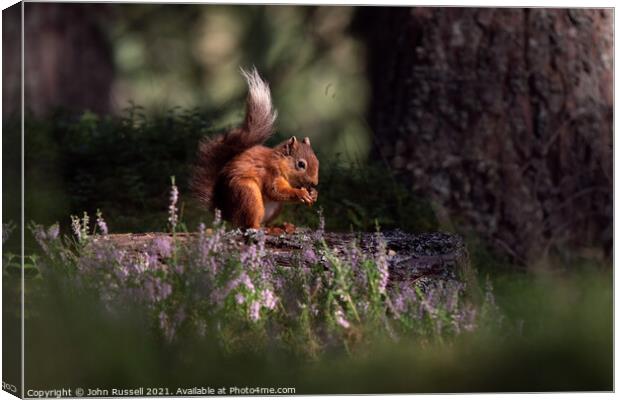 Red Squirrel Canvas Print by John Russell