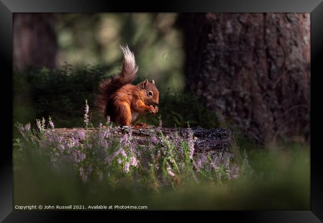 Red Squirrel Framed Print by John Russell