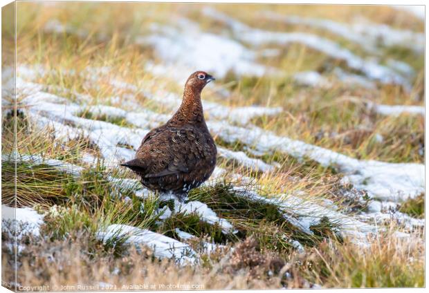 Red Grouse on Snow Canvas Print by John Russell