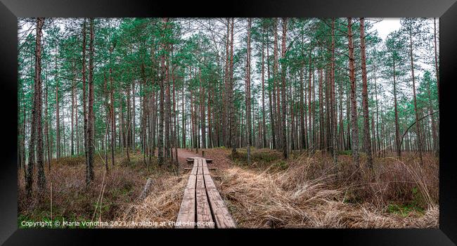 Pine forest with wooden path Framed Print by Maria Vonotna
