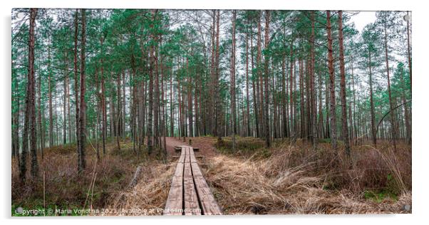 Pine forest with wooden path Acrylic by Maria Vonotna