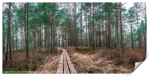 Pine forest with wooden path Print by Maria Vonotna