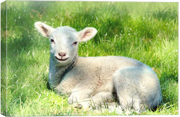  Lamb Canvas Print by Alison Chambers