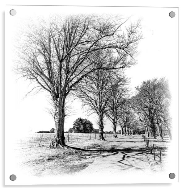 Mono Tree lined walkway Acrylic by Ian Johnston  LRPS