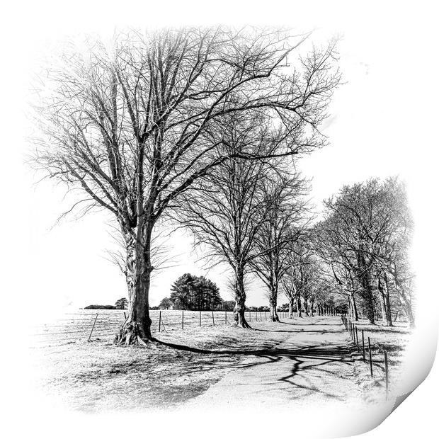 Mono Tree lined walkway Print by Ian Johnston  LRPS