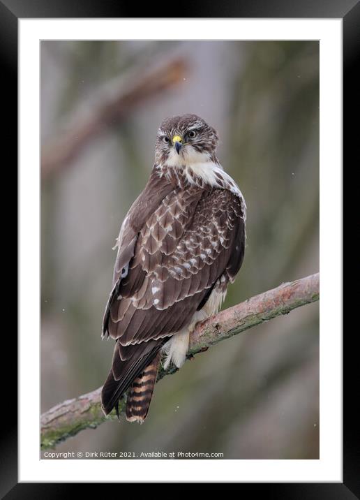 Common Buzzard (Buteo buteo) Framed Mounted Print by Dirk Rüter