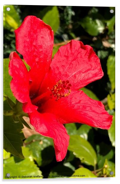 Red hibiscus Acrylic by Deborah Welfare