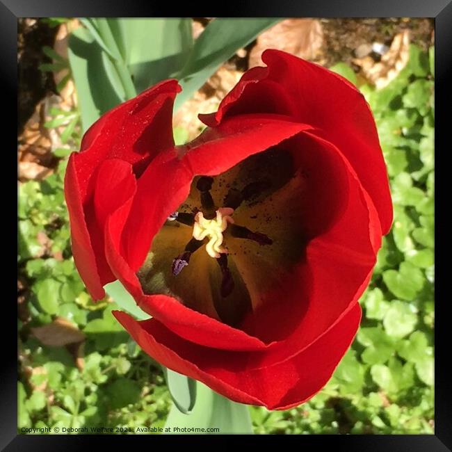 Red tulip head Framed Print by Deborah Welfare