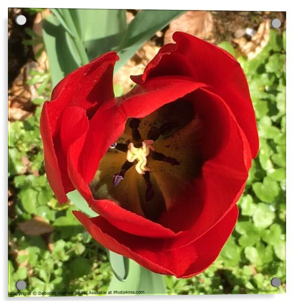 Red tulip head Acrylic by Deborah Welfare
