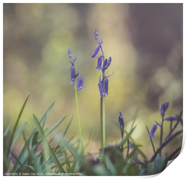 Bluebells Print by Dawn Cox