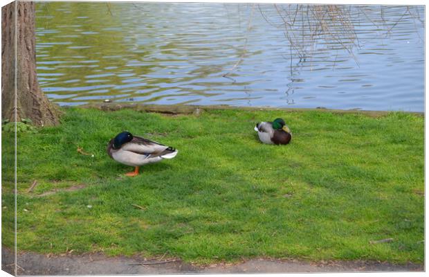 Ducks at Chelmsford Central Park Canvas Print by John Bridge